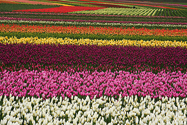 포토 JPG 해외이미지 식물 꽃 밭 자연 함께함 사랑 사람없음 빨간색 초록색 컬러풀 노란색 튤립 수확 아내 내추럴 해외202004 해외포토 감정 컬러 컨셉 농업 생태계 파일형식 이미지허브