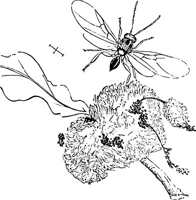 EPS 해외이미지 선 일러스트 미술 검은색 수확 흰색 말벌 그림 판화 해외202004 해외일러스트 컬러 농업 문화예술 벌_곤충 파일형식 벡터 이미지허브