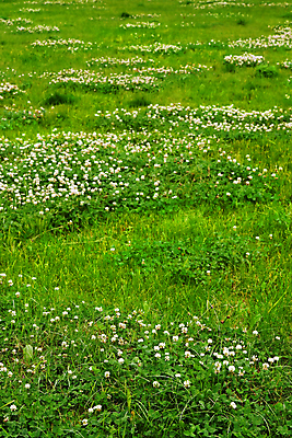 포토 JPG 해외이미지 식물 계절 꽃 백그라운드 잎 밭 농업 자연 풍경 잔디 사람없음 야외 초록색 여름 컬러풀 환경 봄 활발 성장 시골 행운 클로버 땅 허브 유기농 질감 내추럴 처음 해외202004 해외포토 웰빙 산업 컬러 컨셉 생태계 파일형식 이미지허브