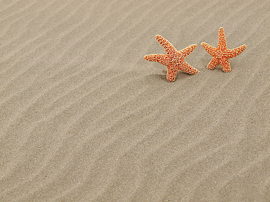 포토 JPG 해외이미지 모양 동물 별 모래 파도 바다 여행 백그라운드 2 패턴 오렌지 자연 바람 휴가 조개 휴식 불가사리 프레임 따뜻함 어류 해변 사람없음 물 여름 태양 우주 맑음 껍질 심볼 묘사 질감 내추럴 파라다이스 해외202004 해외포토 자연요소 계절 컨셉 무늬 과일 날씨 어패류 극피동물 수중동물 생태계 파일형식 이미지허브