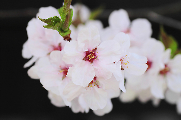 포토 JPG 해외이미지 나무 계절 꽃 아시아 분홍색 과학 잎 꽃무늬 자연 사람없음 야외 일본 맑음 봄 벚꽃 체리 유기농 내추럴 해외202004 해외포토 식물 웰빙 나라 컬러 무늬 과일 날씨 생태계 파일형식 이미지허브