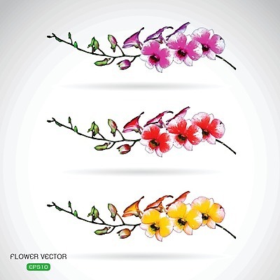 EPS 해외이미지 꽃 분홍색 일러스트 사람없음 빨간색 노란색 난초꽃 해외202004 해외일러스트 식물 컬러 난초 파일형식 벡터 이미지허브