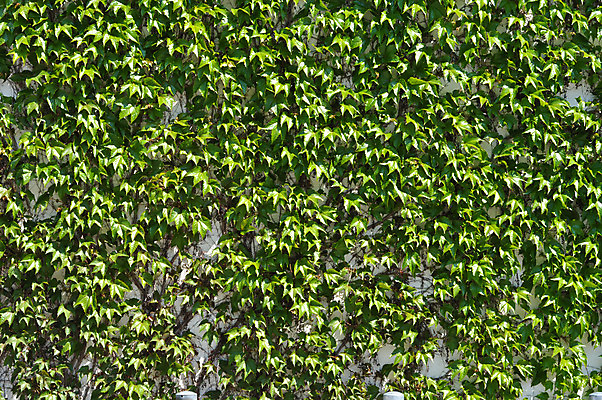 포토 JPG 해외이미지 식물 디자인 응시 공원 꽃 유럽 벽 백그라운드 잎 자연 바닥 주택 프레임 풍경 사람없음 야외 내부 건물 목재 장식 초록색 여름 파란색 금발 보라색 방 흰색 만족 질감 아이비 해외202004 해외포토 나무 헤어스타일 건축물 시선 계절 공공시설 감정 나라 컬러 재료 생태계 파일형식 이미지허브