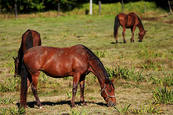 포토 JPG 해외이미지 동물 디자인 실루엣 야생동물 밭 포유류 자연 미술 사람없음 야외 초록색 달리기 농장 갈색 머리 점프 검은색 경쟁 목장 흰색 시골 카우보이 승차 만화 속도 꼬리 갈기 고립 방목장 서쪽 해외202004 해외포토 컬러 컨셉 농업 모션 문화예술 촬영기법 신체부위 방향 생태계 파일형식 이미지허브