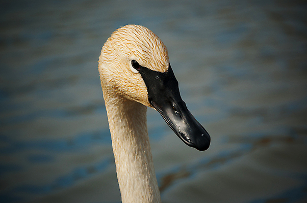 포토 JPG 해외이미지 동물 한마리 야생동물 캐나다 자연 조류 사람없음 야외 가로 컬러풀 검은색 흰색 연못 닫기 부리 백조 물새 해외202004 해외포토 1 컬러 북아메리카 모션 생태계 파일형식 이미지허브