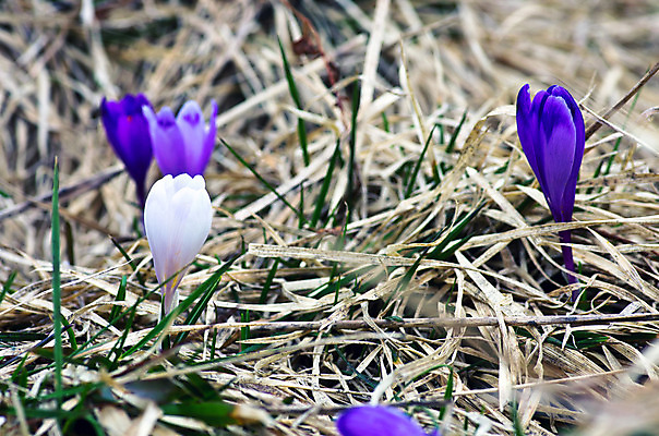 포토 JPG 해외이미지 식물 계절 꽃 실루엣 백그라운드 꽃무늬 밭 자연 부활절 사람없음 장식 초록색 파란색 햇빛 정원 보라색 봄 벚꽃 흰색 인사 신용카드 개화 기다림 자주색 4월 제비꽃 네덜란드 정사각형 내추럴 2월 해외202004 해외포토 도형 기념일 유럽 컬러 무늬 농업 모션 촬영기법 금융 태양 예절 날짜 생태계 파일형식 이미지허브