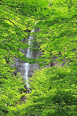 포토 JPG 해외이미지 나무 자연 사람없음 초록색 물 햇빛 일본 힘 폭포 광선 해외202004 해외포토 자연요소 식물 아시아 컬러 태양 생태계 파일형식 이미지허브