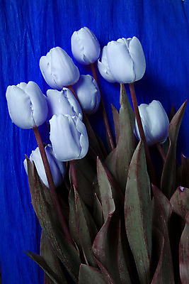 포토 JPG 해외이미지 식물 꽃 사람없음 초록색 태양 노란색 검은색 봄 튤립 흰색 5월 고립 넘어짐 해외202004 해외포토 자연요소 계절 컬러 모션 날짜 파일형식 이미지허브