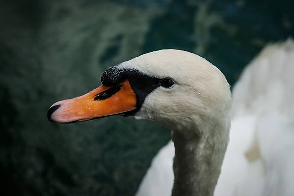 포토 JPG 해외이미지 호수 오렌지 조류 사람없음 초록색 물 수영 분노 흰색 코 백조 해외202004 해외포토 자연요소 동물 감정 컬러 과일 신체부위 수상스포츠 파일형식 이미지허브