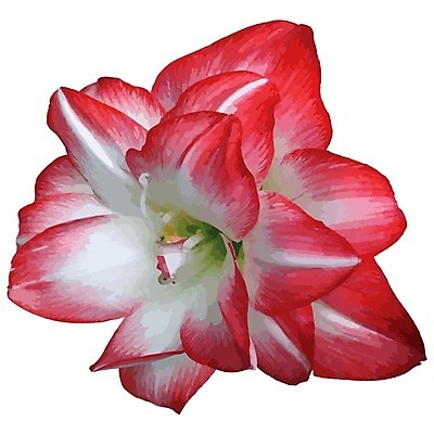 EPS 해외이미지 식물 꽃 꽃무늬 일러스트 자연 선물 빨간색 여름 컬러풀 머리 봄 활발 벚꽃 흰색 개화 수집 묘사 오브젝트 내추럴 강렬 고립 해외202004 해외일러스트 계절 컬러 컨셉 무늬 신체부위 생태계 파일형식 벡터 이미지허브