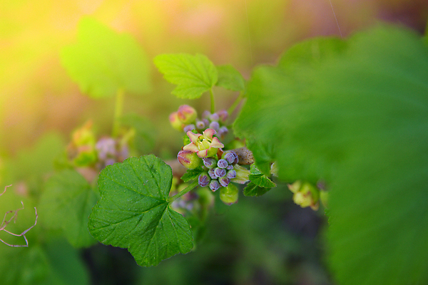 포토 JPG 해외이미지 잎 사람없음 초록색 녹색배경 해외202004 해외포토 식물 컬러 백그라운드 파일형식 이미지허브