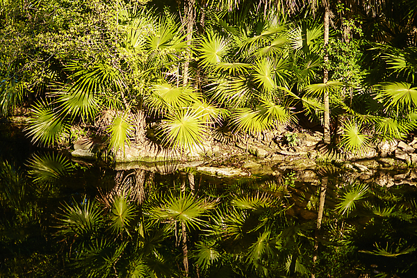 포토 JPG 해외이미지 잎 자연 열대 멕시코 손바닥 사람없음 초록색 물 야자수 반사 일몰 묘사 정맥 해외202004 해외포토 자연요소 나무 식물 손 컬러 북아메리카 노을 생태계 혈관 파일형식 이미지허브