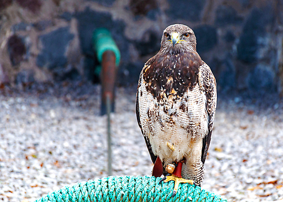 포토 JPG 해외이미지 동물 야생동물 포즈 발 자연 조류 생물 종류 서기 사람없음 갈색 머리 회색 자신감 행운 남아메리카 황금 큼 신비 깃털 즐거움 리더 부리 독수리 육식동물 에콰도르 사냥꾼 내추럴 감탄 항해사 해외202004 해외포토 직업 감정 컬러 컨셉 모션 아메리카 신체부위 크기 생태계 파일형식 이미지허브