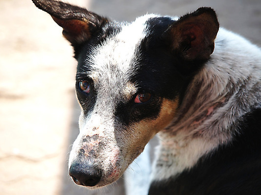 포토 JPG 해외이미지 동물 응시 얼굴 포즈 휴식 거리 털 사람없음 야외 초록색 반려동물 장난감 갈색 머리 쌓기 검은색 꿈 고통 슬픔 흰색 잠 뜨거움 기다림 황금 개 강아지 작음 무서움 모피 코 귀 고립 헬프 해외202004 해외포토 시선 감정 컬러 컨셉 포유류 모션 신체부위 도움 크기 파일형식 이미지허브