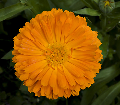 포토 JPG 해외이미지 꽃잎 꽃 오렌지 사람없음 데이지 금잔화 식용 해외202004 해외포토 식물 과일 파일형식 이미지허브