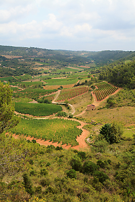 포토 JPG 해외이미지 나무 식물 음료 잎 농업 과일 자연 하늘 포도 주택 풍경 사람없음 야외 여름 파란색 와인 맑음 프랑스 시골 맨션 포도밭 포도나무 프랑스어 밭일 양조장 해외202004 해외포토 문자 계절 유럽 산업 컬러 밭 날씨 주류 건물 과일나무 생태계 파일형식 이미지허브