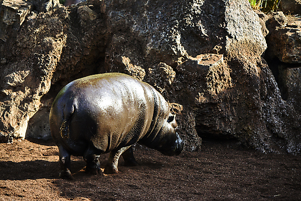 포토 JPG 해외이미지 스튜디오촬영 동물 한마리 야생동물 포유류 아프리카 자연 아침 생물 서기 사람없음 물 갈색 맑음 회색 군중 위험 큼 비만 사파리 흰배경 하마 고립 생태학 초식 해외202004 해외포토 멸종위기종 주간 자연요소 1 교육 나라 컬러 백그라운드 컨셉 모션 날씨 실내 사람 흰색 크기 몸매 생태계 파일형식 이미지허브