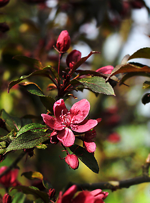 포토 JPG 해외이미지 나무 식물 계절 공원 꽃잎 꽃 분홍색 백그라운드 잎 자연 사람없음 빨간색 초록색 정원 봄 벚꽃 나뭇가지 사과 원예 해외202004 해외포토 공공시설 컬러 과일 취미 생태계 파일형식 이미지허브
