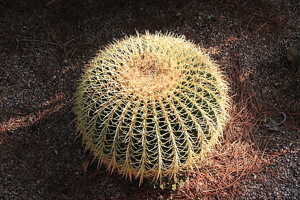 포토 JPG 해외이미지 식물 꽃 줄기 공 자연 선인장 건조 사람없음 장식 초록색 갈색 노란색 지구본 정원 흙 사막 원형 가시 황금 날카로움 스파이크 내추럴 해외202004 해외포토 도형 컬러 생태계 파일형식 이미지허브