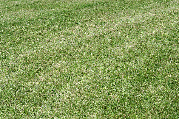 포토 JPG 해외이미지 식물 계절 공원 백그라운드 잎 패턴 밭 농업 자연 추상 잔디 사람없음 야외 가로 초록색 우주 환경 정원 봄 성장 땅 원예 질감 장면 지역 해외202004 해외포토 공공시설 산업 컬러 무늬 취미 생태계 파일형식 이미지허브