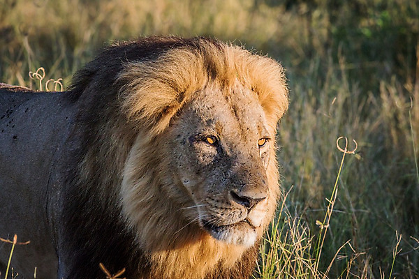 포토 JPG 해외이미지 동물 야생동물 여행 포유류 아프리카 자연 생물 털 동물원 사람없음 환경 고양이 힘 분노 황무지 위험 사자 큼 왕 모피 사파리 리더 육식동물 사냥꾼 멸종 사자자리 표범 내추럴 사바나 웅장함 해외202004 해외포토 직업 감정 나라 컨셉 반려동물 별자리 크기 생태계 파일형식 이미지허브