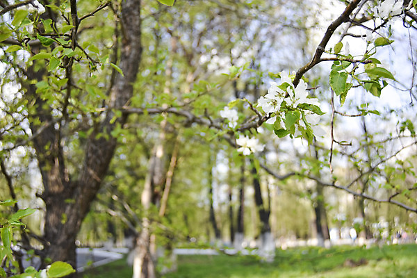 포토 JPG 해외이미지 나무 식물 계절 공원 꽃 꽃다발 곤충 잎 꽃무늬 농업 자연 휴식 새로움 사람없음 장식 초록색 빛 환경 침묵 봄 벚꽃 흰색 시골 신선 신용카드 개화 소프트포커스 수분 다발 꽃집 허브 상쾌 유기농 원예 향기 아로마테라피 내추럴 특별함 해외202004 해외포토 동물 웰빙 공공시설 감정 산업 컬러 컨셉 무늬 촬영기법 취미 금융 상점 소리 생태계 냄새 테라피 파일형식 이미지허브