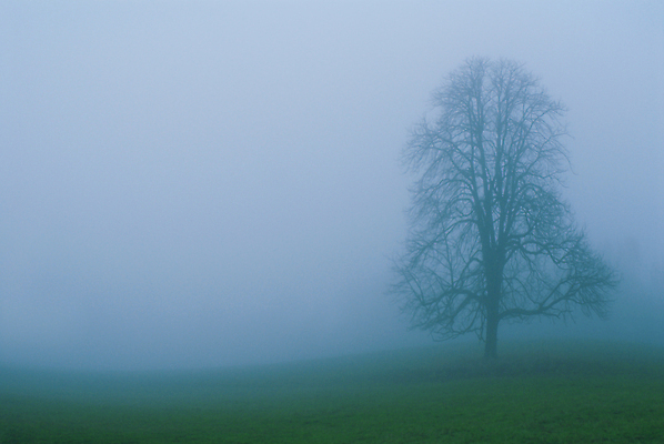 포토 JPG 해외이미지 나무 1 실루엣 백그라운드 자연 아침 조명 풍경 사람없음 초록색 빛 태양 일출 희망 침묵 일몰 꿈 젖음 추위 안개 가을 시골 고독 숲 신비 땅 블루스 뿌연 해외202004 해외포토 주간 자연요소 식물 계절 감정 컬러 컨셉 날씨 촬영기법 노을 소리 생태계 파일형식 이미지허브