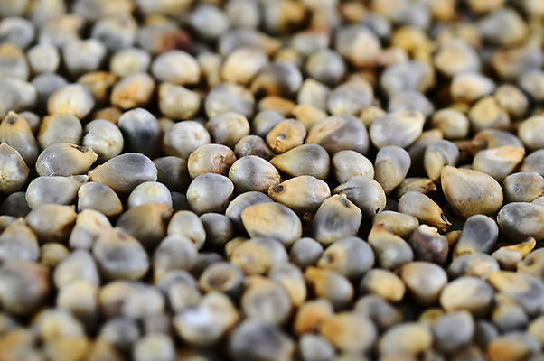 포토 JPG 해외이미지 식물 음식 백그라운드 농업 재료 자연 건강 요리 씨앗 동양인 사람없음 농작물 바구니 주방 식사 견과류 수확 대접 신선 최고 맛 먹이 낟알 시리얼 먹기 순수 유기농 날것 생식 수수 영양분 채식주의자 해외202004 해외포토 웰빙 산업 컨셉 모션 인종 생태계 채식 파일형식 이미지허브