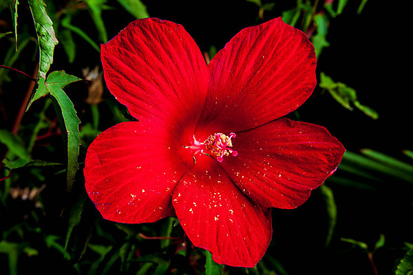 포토 JPG 해외이미지 식물 꽃잎 꽃 잎 자연 사람없음 장식 빨간색 정원 꽃가루 꽃수술 히비스커스 해외202004 해외포토 컬러 가루 생태계 파일형식 이미지허브