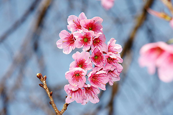 포토 JPG 해외이미지 나무 식물 계절 공원 꽃잎 꽃 아시아 분홍색 잎 겨울 태국 자연 하늘 휴식 발렌타인데이 사랑 사람없음 야외 목재 장식 빨간색 파란색 컬러풀 정원 일본 봄 벚꽃 나뭇가지 신선 체리 달콤 강렬 히말라야 해외202004 해외포토 공공시설 감정 나라 컬러 컨셉 과일 재료 데이이벤트 맛 생태계 파일형식 산맥 이미지허브
