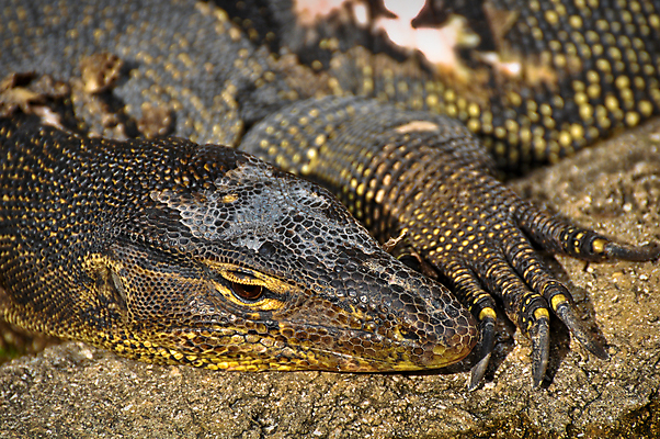 포토 JPG 해외이미지 야생동물 섬 파충류 자연 생물 동물원 사람없음 초록색 모니터 용 위험 피부 공룡 도마뱀 인도네시아 거인 몬스터 이국적 집게발 해외202004 해외포토 동물 아시아 컬러 컨셉 신체부위 컴퓨터 생태계 파일형식 이미지허브