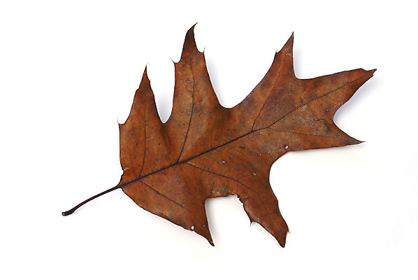 포토 JPG 해외이미지 나무 식물 1 디자인 계절 백그라운드 낙엽 잎 패턴 자연 건조 사람없음 장식 갈색 가을 흰색 황금 숲 9월 11월 묘사 싱글 정맥 10월 내추럴 고립 엘리먼트 해외202004 해외포토 컬러 무늬 날짜 생태계 혈관 파일형식 이미지허브