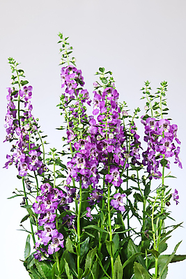 포토 JPG 해외이미지 식물 계절 꽃잎 꽃 분홍색 백그라운드 꽃무늬 밭 자연 사람없음 초록색 여름 정원 보라색 봄 성장 벚꽃 신선 개화 내추럴 해외202004 해외포토 컬러 무늬 농업 생태계 파일형식 이미지허브