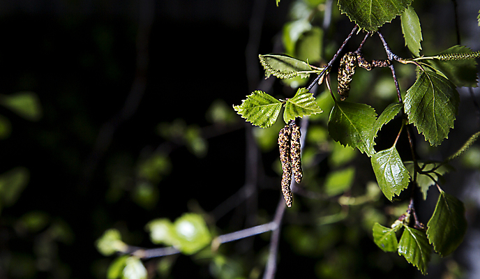 포토 JPG 해외이미지 나무 잎 자연 스웨덴 씨앗 사람없음 봄 닫기 꽃가루 자작나무 해외202004 해외포토 식물 계절 모션 북유럽 가루 생태계 파일형식 이미지허브