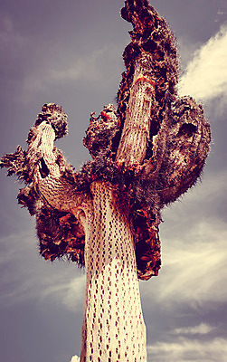 포토 JPG 해외이미지 식물 구름 여행 자연 하늘 산 선인장 건조 사람없음 목재 초록색 여름 파란색 컬러풀 태양 환경 계곡 맑음 미국 사막 가시 남아메리카 닫기 큼 척추 묘사 북쪽 지구온난화 스파이크 거인 아르헨티나 내추럴 해외202004 해외포토 자연요소 나무 계절 컬러 북아메리카 재료 모션 날씨 뼈 아메리카 크기 방향 생태계 기후변화 파일형식 이미지허브