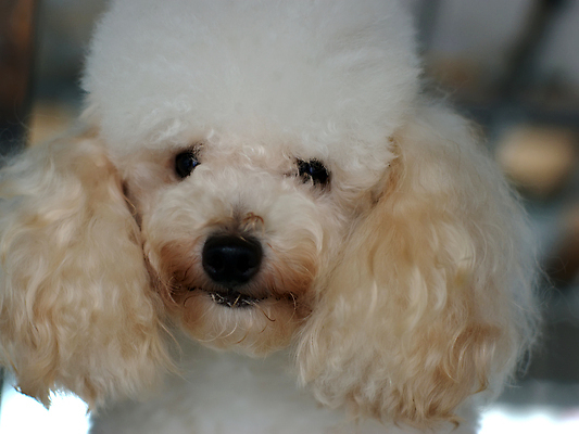 포토 JPG 해외이미지 동물 새끼 사람없음 귀여움 개 강아지 해외202004 해외포토 컨셉 포유류 반려동물 파일형식 이미지허브