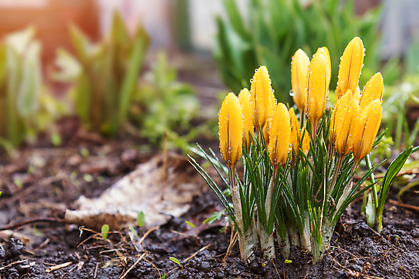 포토 JPG 해외이미지 식물 계절 공원 꽃잎 꽃 잎 겨울 꽃무늬 전구 자연 바람 사람없음 야외 초록색 물 노란색 머리 정원 봄 활발 성장 벚꽃 흰색 신선 개화 그룹 떨어짐 해외202004 해외포토 자연요소 공공시설 컬러 컨셉 무늬 날씨 신체부위 생태계 파일형식 이미지허브