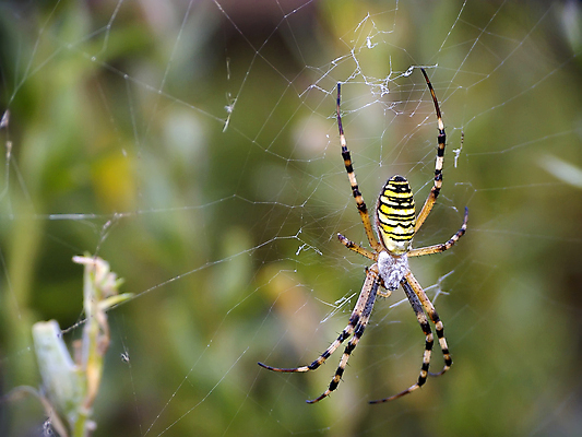 포토 JPG 해외이미지 곤충 자연 사람없음 초록색 거미줄 거미 사냥꾼 해외202004 해외포토 동물 직업 컬러 생태계 파일형식 이미지허브