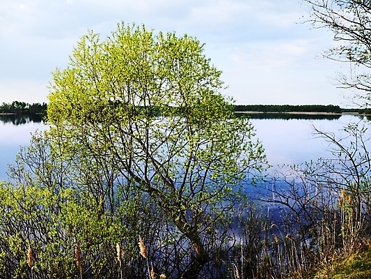 포토 JPG 해외이미지 나무 잎 자연 하늘 날씨 휴식 풍경 사람없음 목재 강 마을 침묵 봄 숲 순수 즐거움 자작나무 생태학 해외202004 해외포토 식물 계절 교육 감정 컨셉 재료 소리 생태계 파일형식 이미지허브