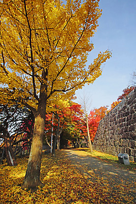 포토 JPG 해외이미지 나무 식물 계절 아시아 단풍 잎 자연 풍경 사람없음 야외 목재 컬러풀 노란색 일본 가을 역사 숲 해외202004 해외포토 나라 컬러 재료 생태계 파일형식 이미지허브