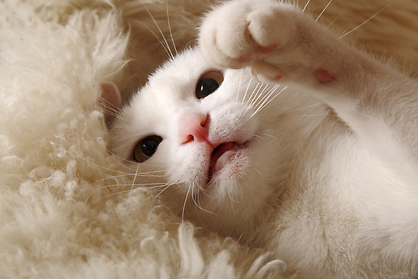 포토 JPG 해외이미지 동물 1 응시 포유류 털 사람없음 반려동물 고양이 분노 짜증 흰색 입 양모 해외202004 해외포토 시선 감정 컬러 신체부위 직물 파일형식 이미지허브