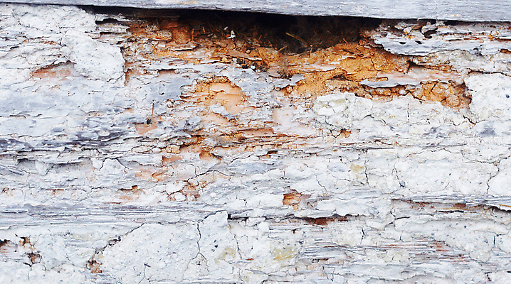 포토 JPG 해외이미지 나무 벽 백그라운드 패턴 자연 표면 사람없음 목재 갈색 시골 소나무 거친 균열 널 질감 복고 목공예 나무껍질 내추럴 구식 수목 옛날 노화 해외202004 해외포토 식물 컬러 컨셉 무늬 재료 모션 껍질 공예 생태계 파일형식 이미지허브