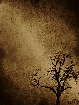 포토 JPG 해외이미지 나무 1 실루엣 종이 백그라운드 지도 텍스트 추상 프레임 사람없음 갈색 우주 검은색 어둠 공백 수확 점 가장자리 고독 질감 윤곽 페이지 시트 그런지 옛날 원고 혼자 해외202004 해외포토 식물 감정 컬러 무늬 농업 촬영기법 둘레 파일형식 이미지허브