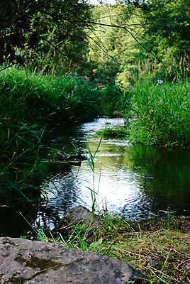 포토 JPG 해외이미지 나무 유럽 여행 자연 갈대 풍경 사람없음 초록색 물 강 바위 버드나무 체코 강렬 보헤미아 해외202004 해외포토 자연요소 식물 나라 컬러 돌_바위 생태계 파일형식 이미지허브