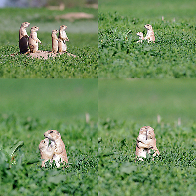 포토 JPG 해외이미지 동물 응시 야생동물 모래 가족 포옹 자연 사랑 서기 사람없음 갈색 개 설치류 작음 모음 멸종 경보 땅바닥 초식 해외202004 해외포토 시선 감정 컬러 포유류 관계 안기 모션 바닥 크기 생태계 파일형식 이미지허브