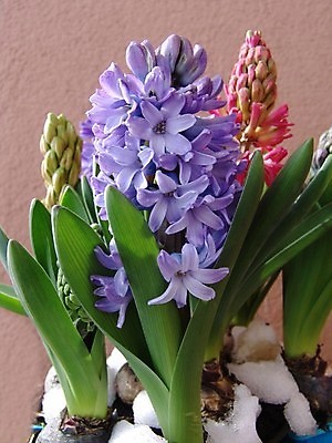 포토 JPG 해외이미지 식물 계절 꽃잎 꽃 분홍색 꽃다발 백그라운드 꽃무늬 전구 자연 선물 사람없음 야외 장식 초록색 파란색 빛 컬러풀 정원 침묵 봄 활발 벚꽃 신선 원예 향기 아로마 고립 히아신스 해외202004 해외포토 컬러 컨셉 무늬 취미 소리 생태계 냄새 파일형식 이미지허브