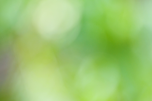 포토 JPG 해외이미지 식물 디자인 공원 백그라운드 컨셉 잎 패턴 밭 자연 추상 풍경 사람없음 아웃포커스 초록색 빛 컬러풀 태양 정원 보케 내추럴 블러 효과 해외202004 해외포토 자연요소 공공시설 컬러 무늬 농업 촬영기법 생태계 파일형식 이미지허브