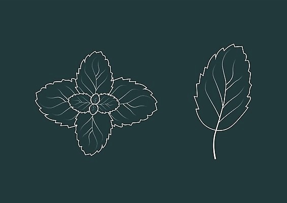 EPS 해외이미지 식물 손 디자인 계절 꽃 종이 선 음식 줄기 백그라운드 잎 꽃무늬 패턴 일러스트 자연 벽지 추상 건강 미술 그래픽 장식 초록색 여름 주방 검은색 흰색 나뭇가지 직물 신선 그리기 차 민트 허브 타일 향신료 그림 에코 유기농 질감 복고 엘리먼트 해외202004 스피아민트 해외일러스트 나무 웰빙 음료 컬러 무늬 모션 문화예술 신체부위 환경 생태계 향미료 파일형식 벡터 이미지허브