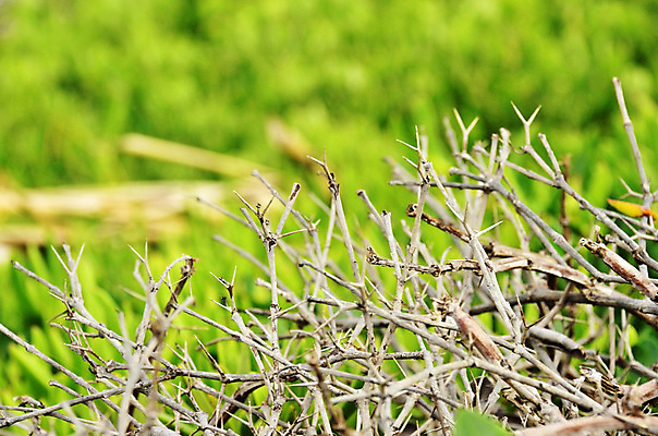 포토 JPG 해외이미지 식물 백그라운드 자연 건조 사람없음 초록색 나뭇가지 죽음 가시 위험 질감 날카로움 스파이크 내추럴 해외202004 해외포토 나무 컬러 컨셉 생태계 파일형식 이미지허브