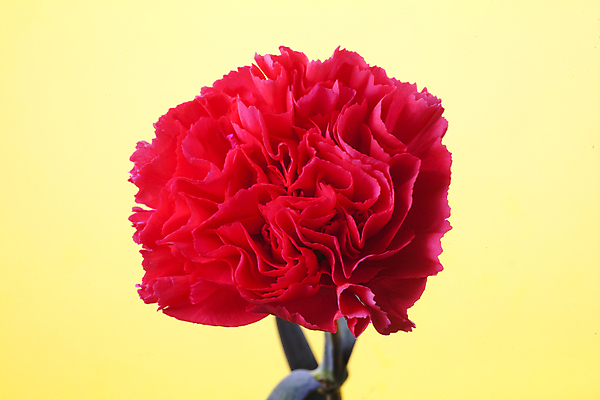 포토 JPG 해외이미지 꽃 백그라운드 사람없음 빨간색 초록색 노란색 벚꽃 우아함 카네이션 해외202004 해외포토 식물 컬러 컨셉 파일형식 이미지허브